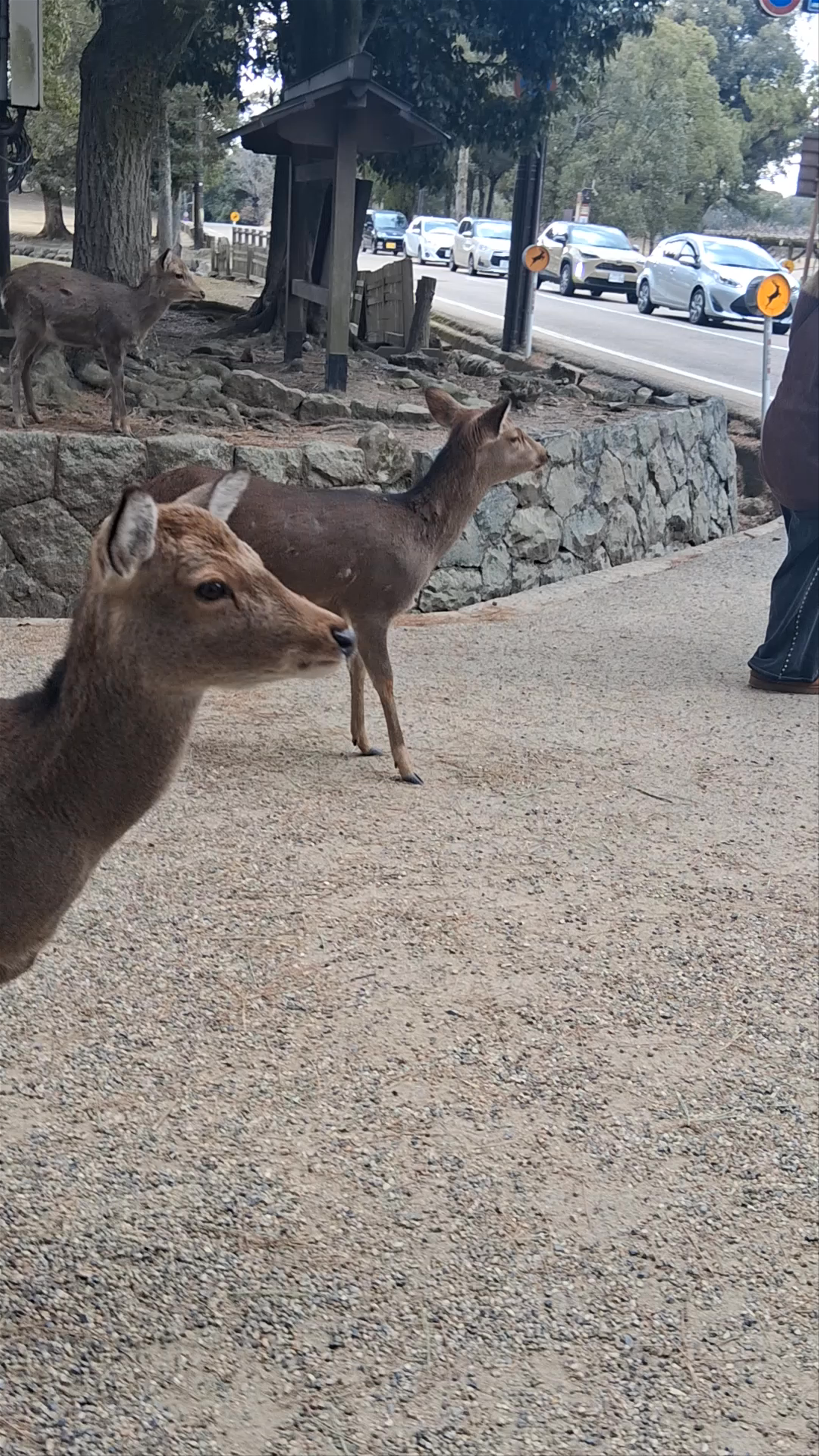 Nara Park