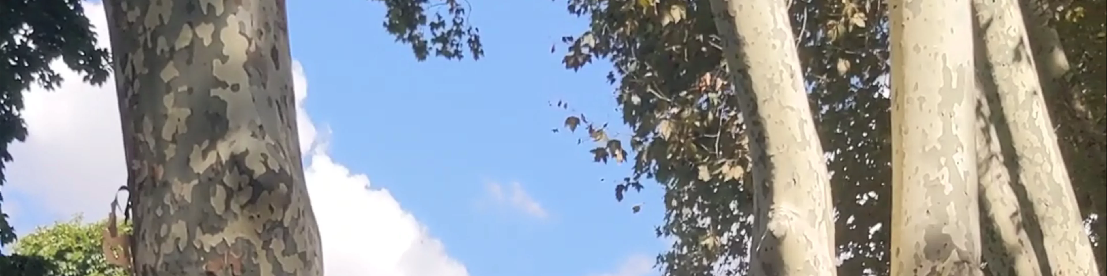 Cankurtaran