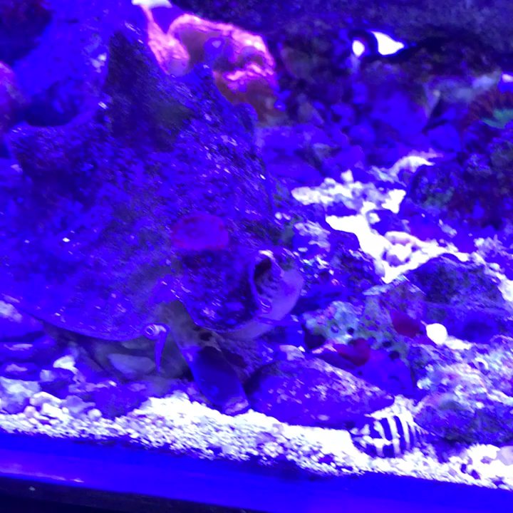 Manhattan Aquariums - Aquarium Services Near Me - Queens, New York