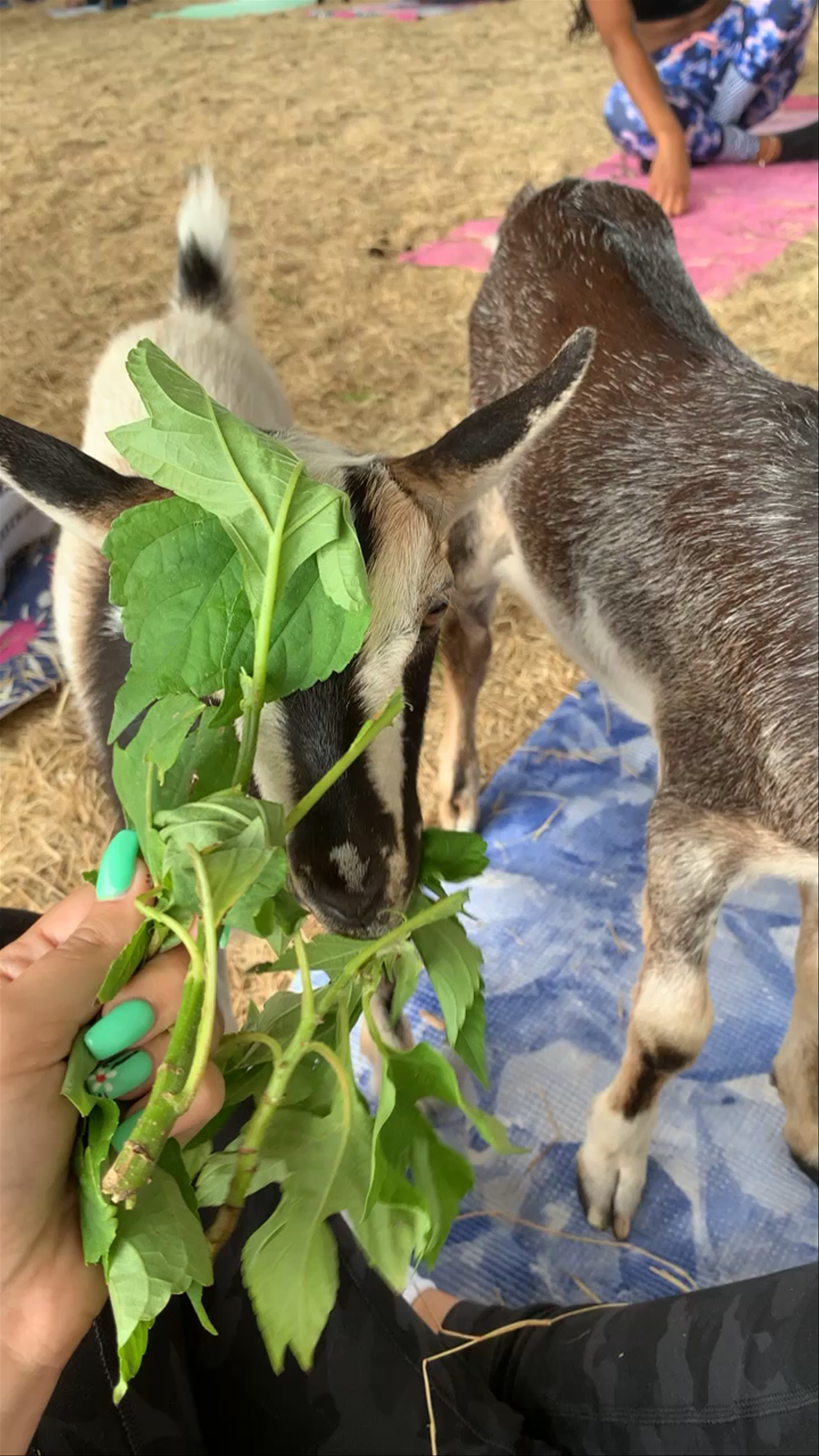 Goat Yoga at Wildflower Farm Orlando: A Unique Connection with Nature