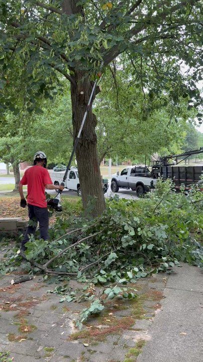Emergen Trees - Good buy to the tree - Tree Services Near Me