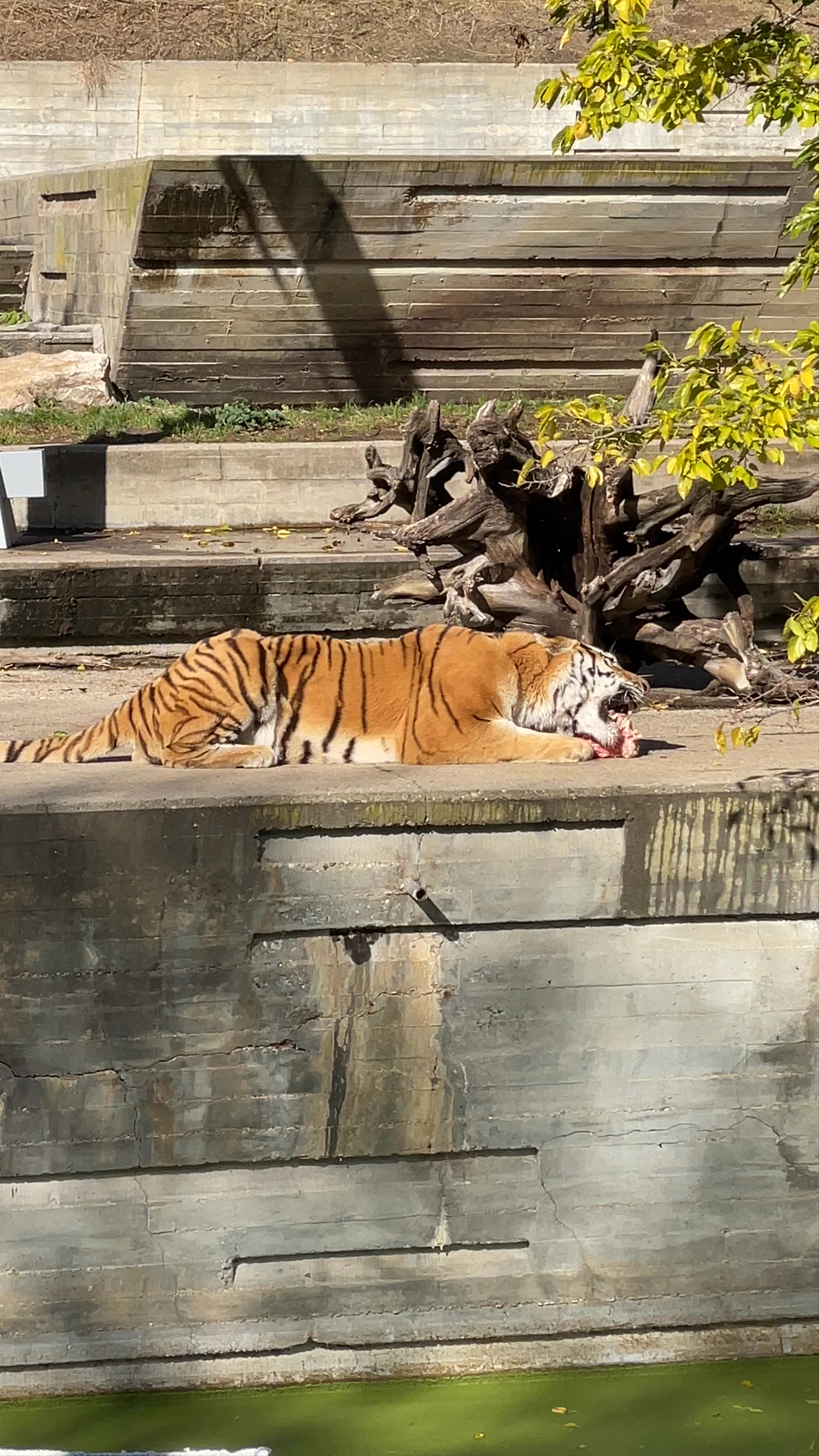 Madrilgo parke zoologikoa