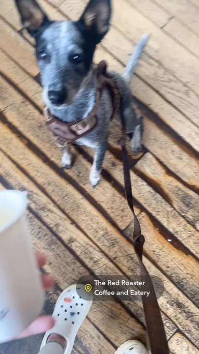 The Red Roaster Coffee & Eatery - Pup cup - Coffee & Tea Near Me - Madison, Indiana