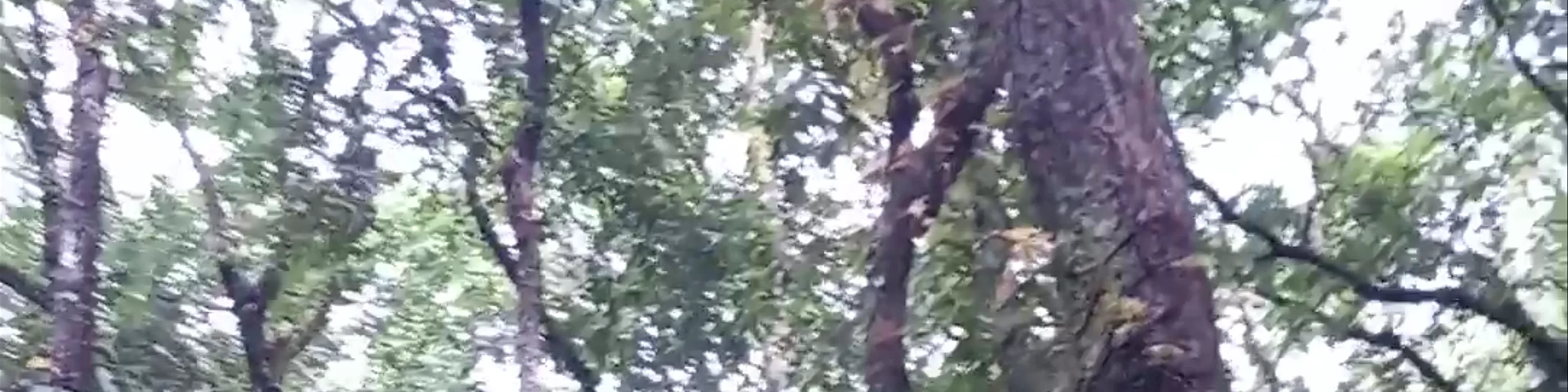Basundhara Park
