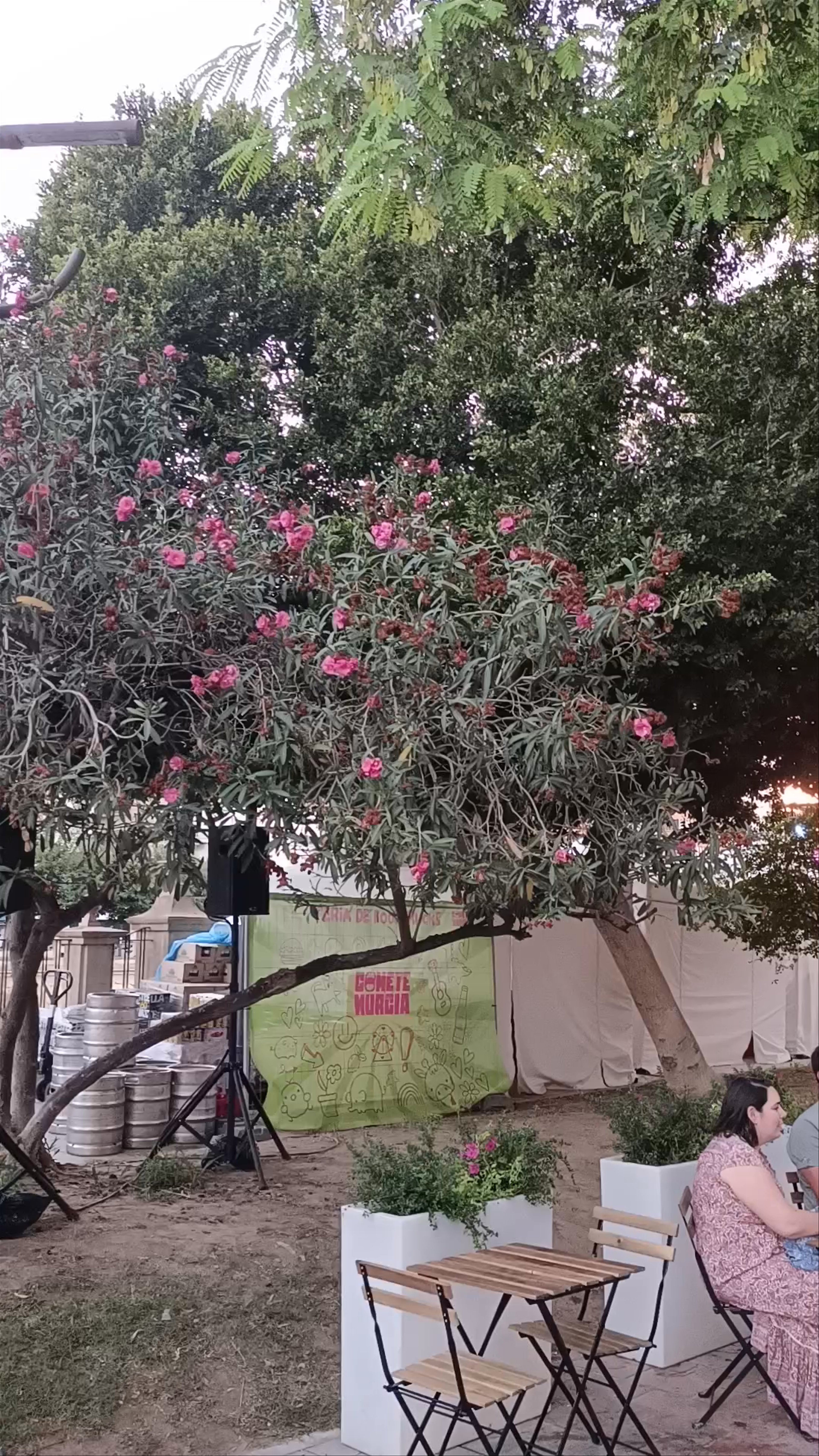 Evening Stroll and Foodie Vibes at Jardín Chino, Murcia
