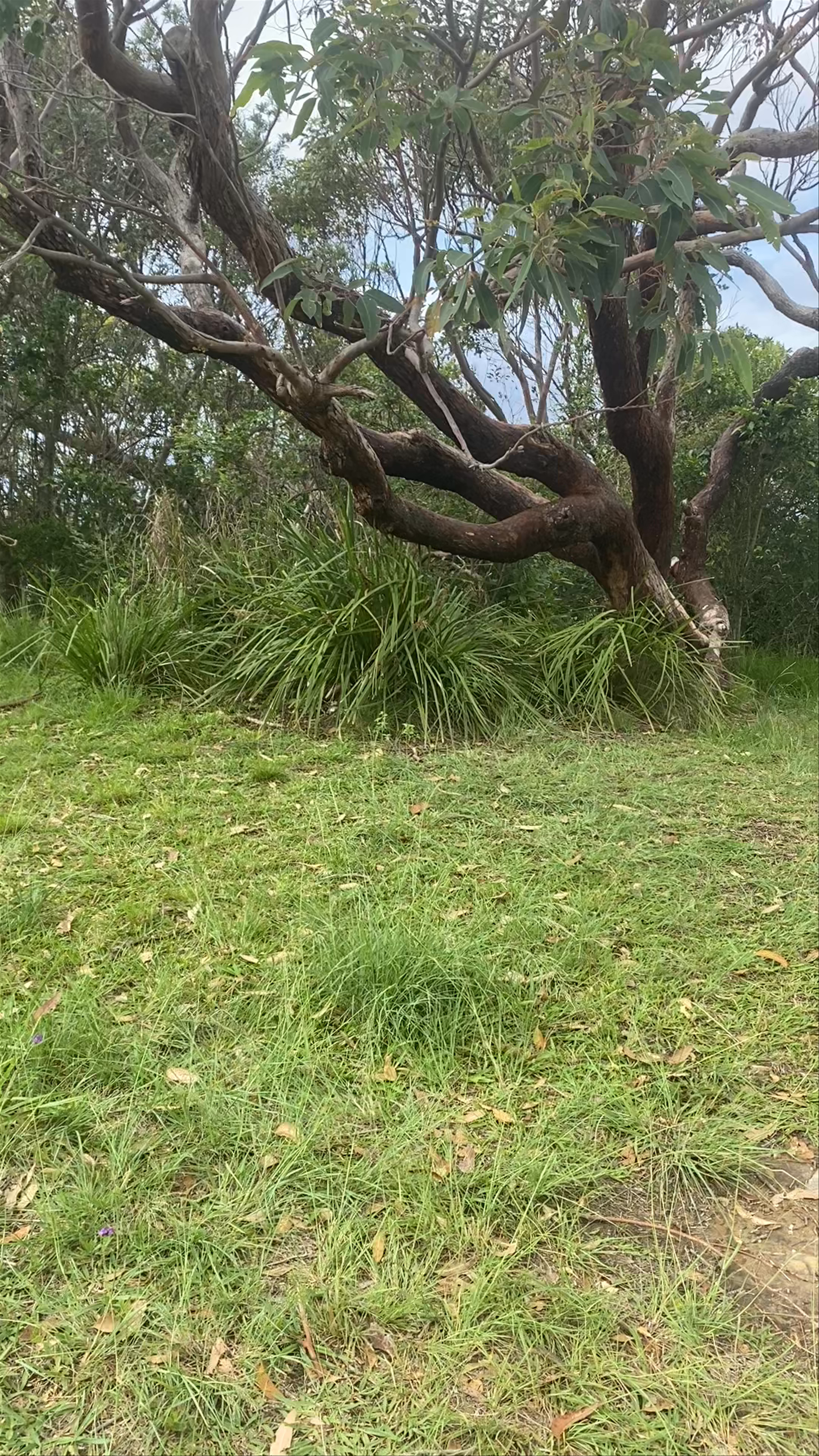 Wyrrabalong Lookout: Coastal Serenity and Scenic Vistas in Bateau Bay