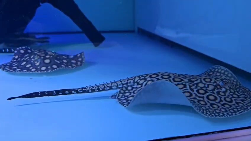 Motoro stingray