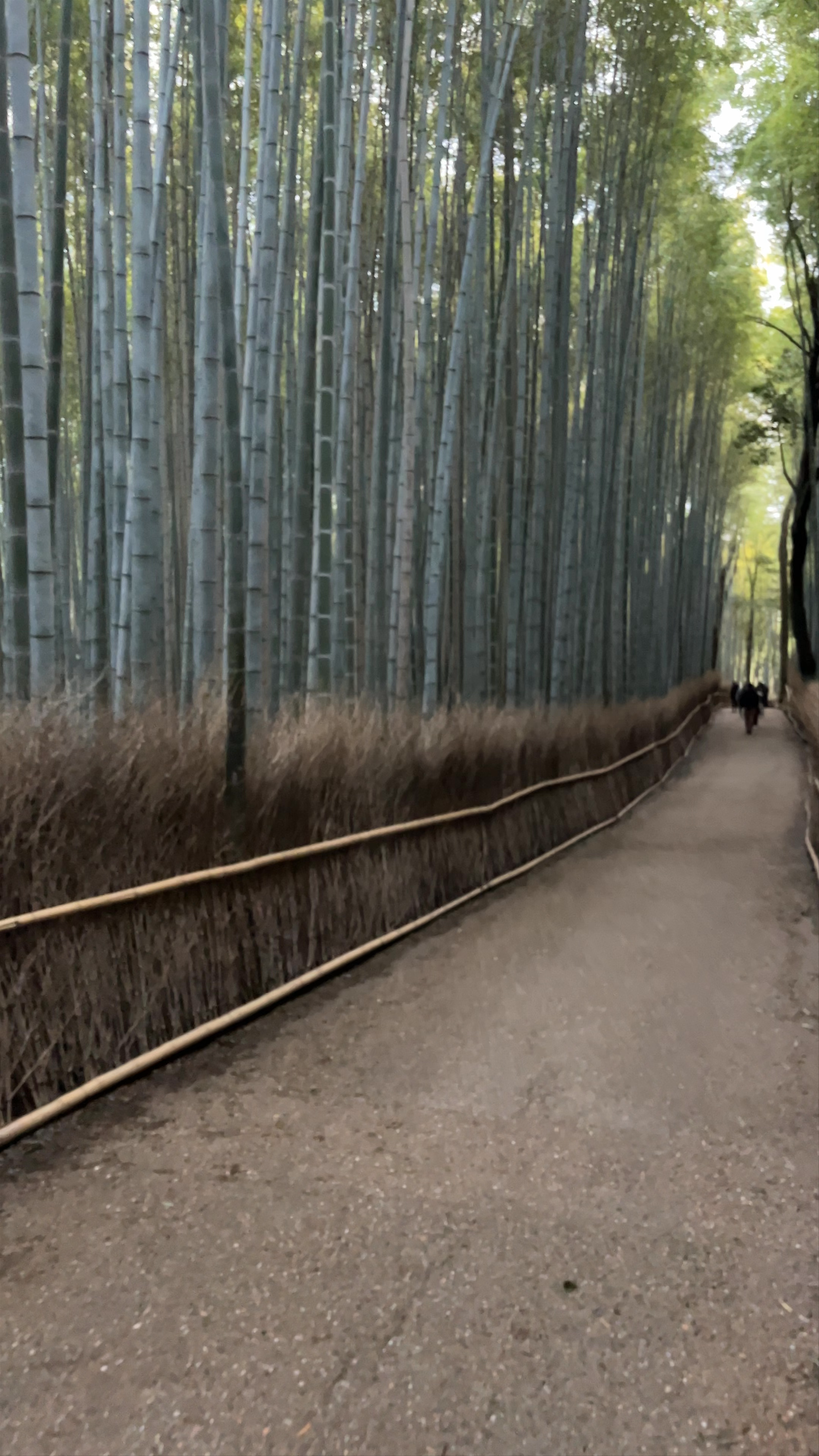 Bosque de Bambú de Arashiyama