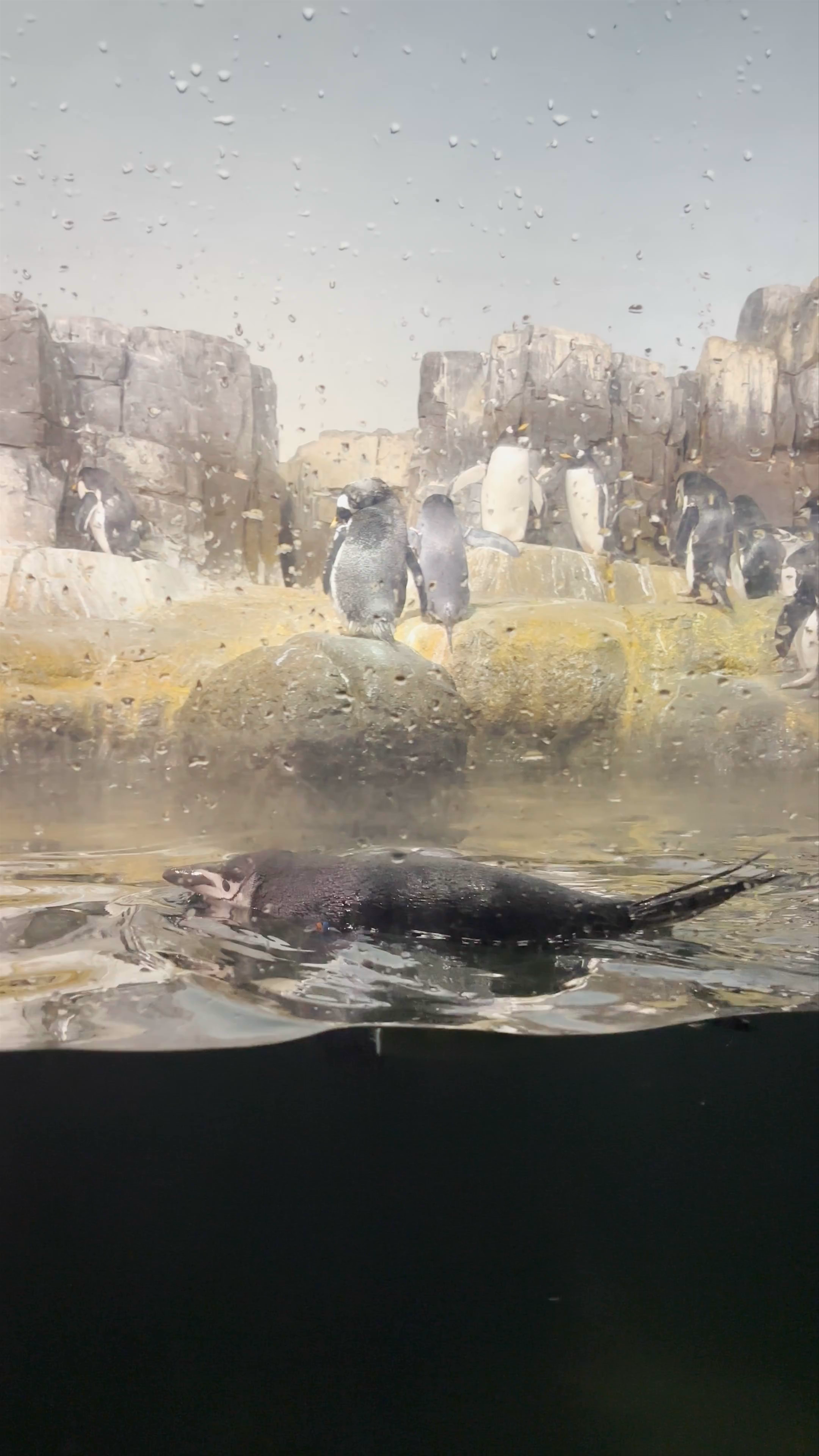 Zoológico de Central Park