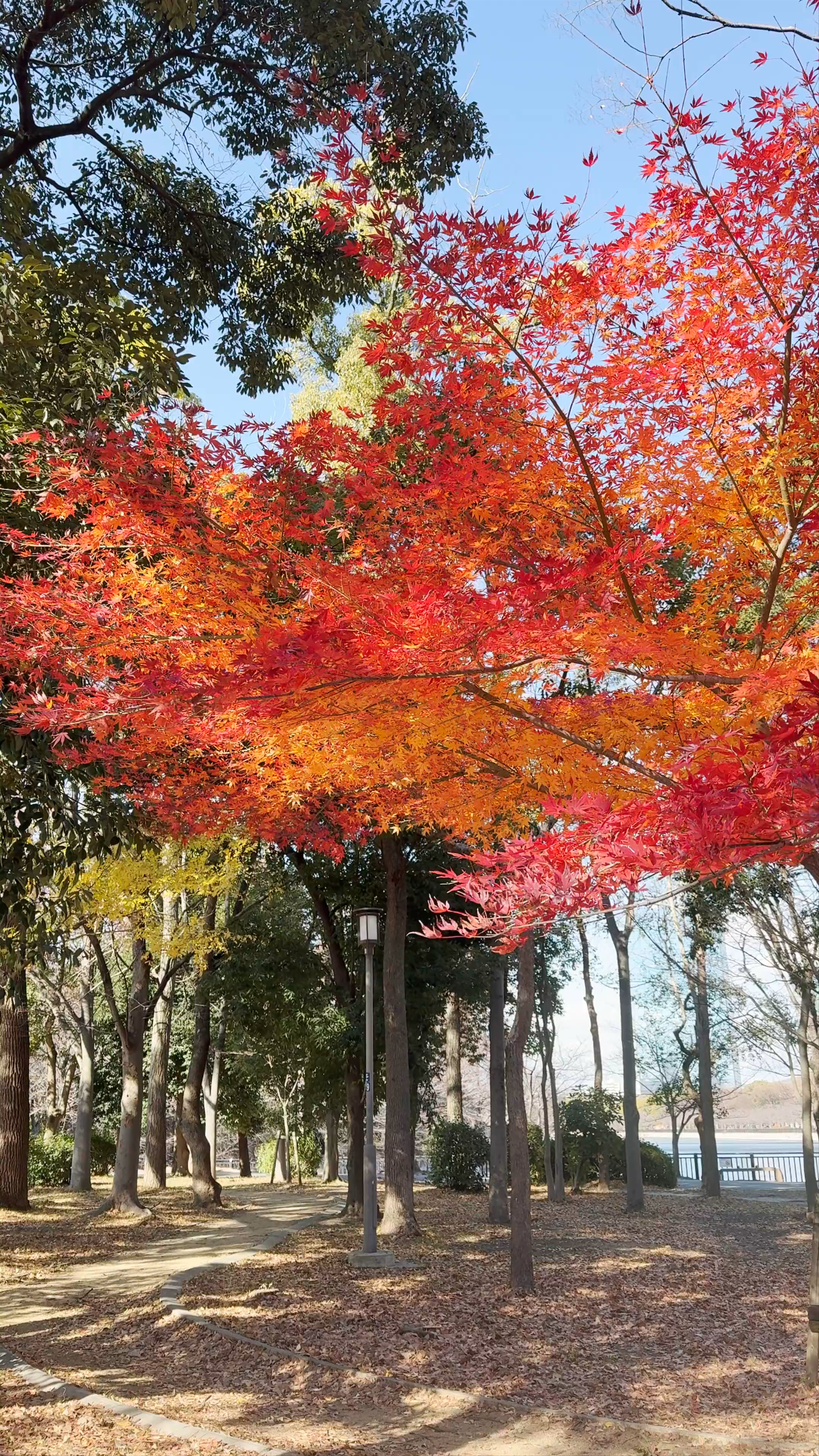 Autumn Garden Serenity: Vibrant Maple Leaves in Osaka Park