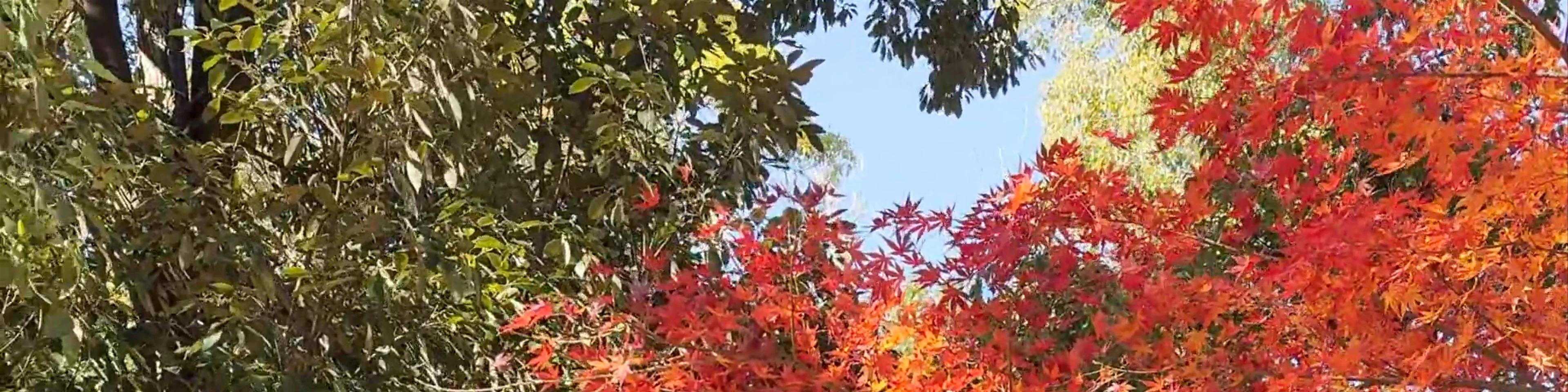 Autumn Garden