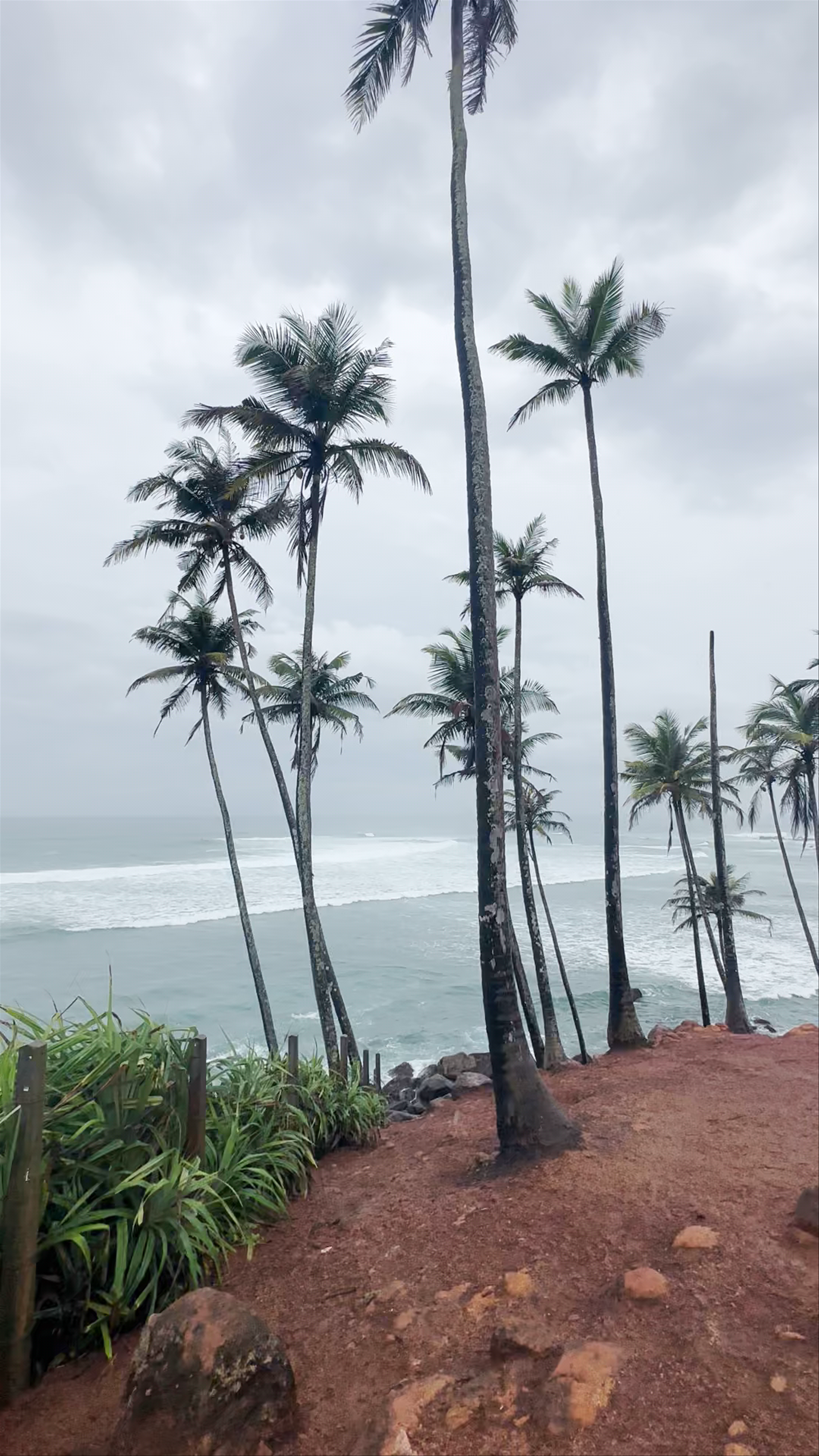 Coconut Tree Hill