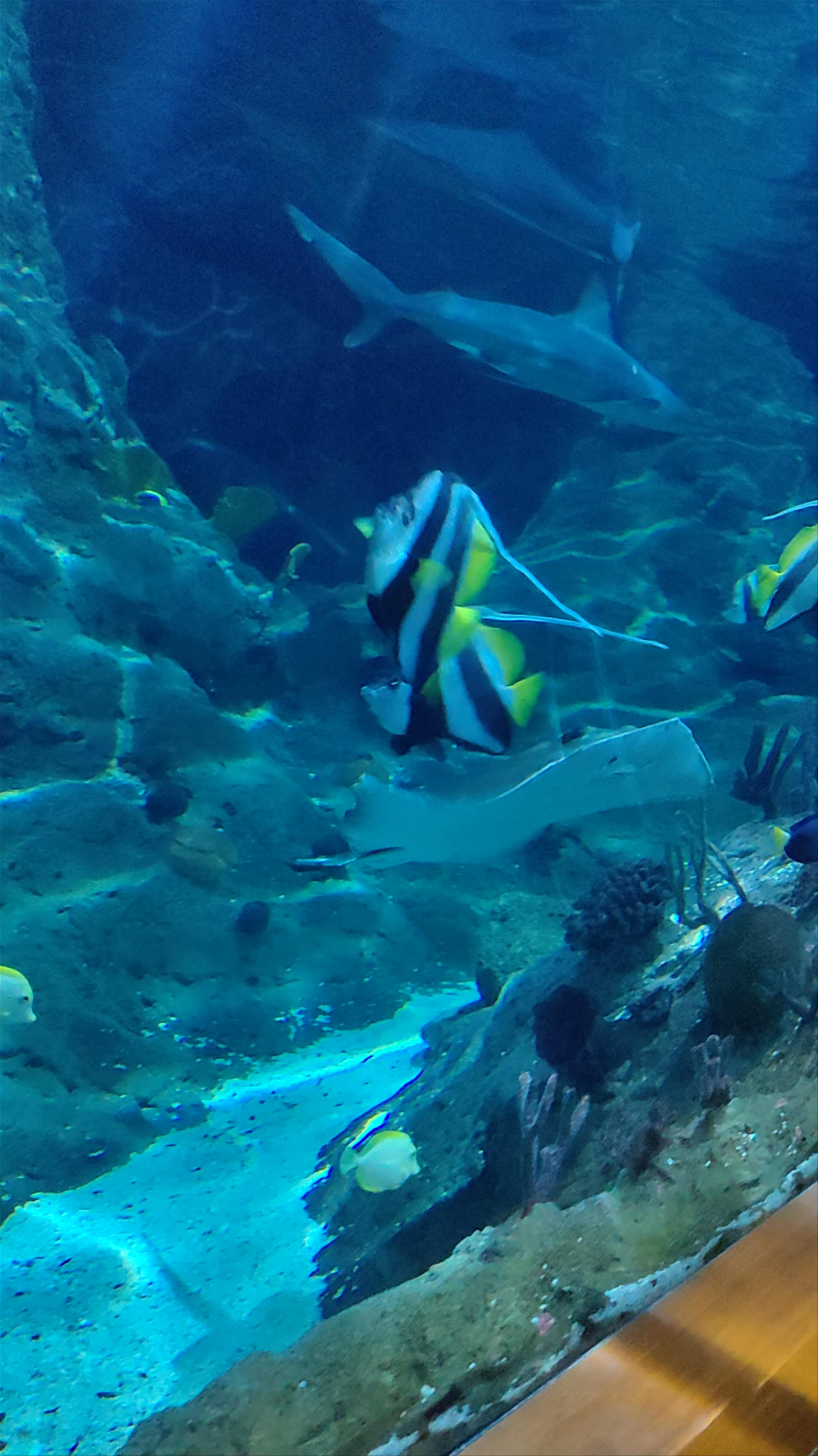 Magical Underwater Journey at Loro Parque Aquarium in Puerto de la Cruz