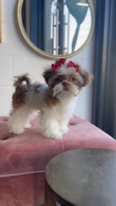 Ruff to Fluff Bar - Pet Groomers Near Me - Jersey City, New Jersey
