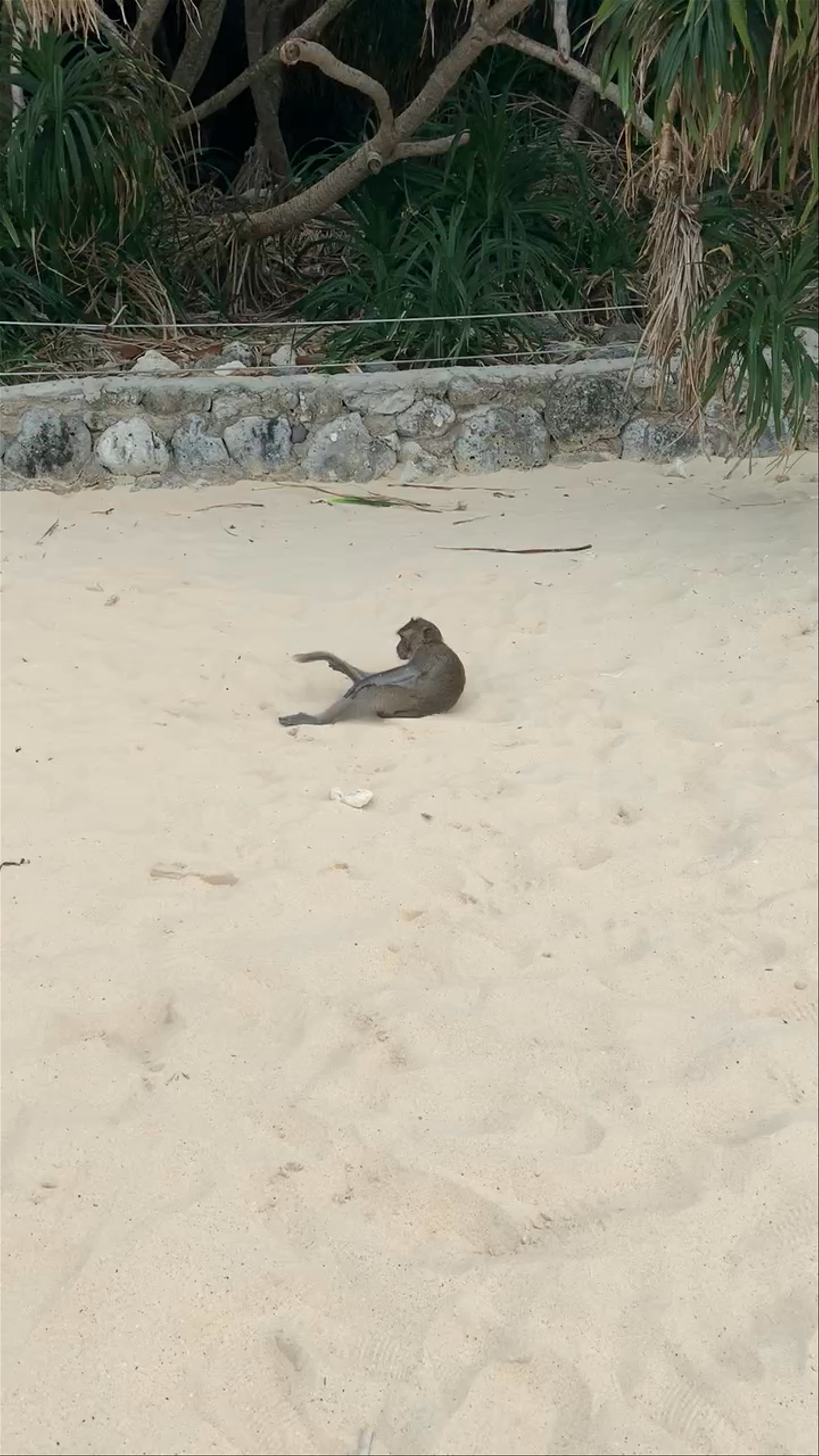 Playful Monkeys on Monkey Island Beach, Cat Ba, Vietnam