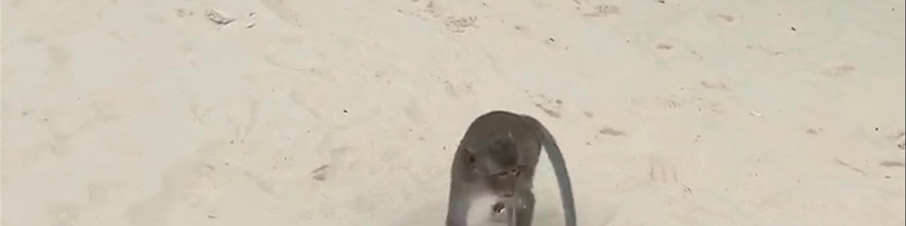 Monkey Island Beach