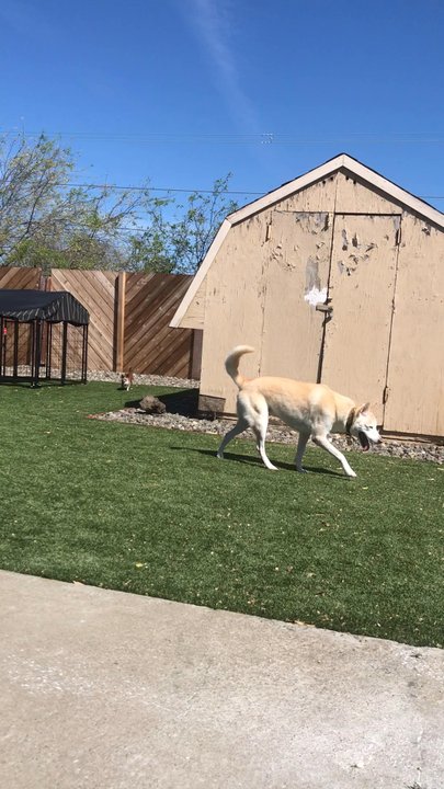 Naughty Paws - Pet Sitting Near Me - Danville, California
