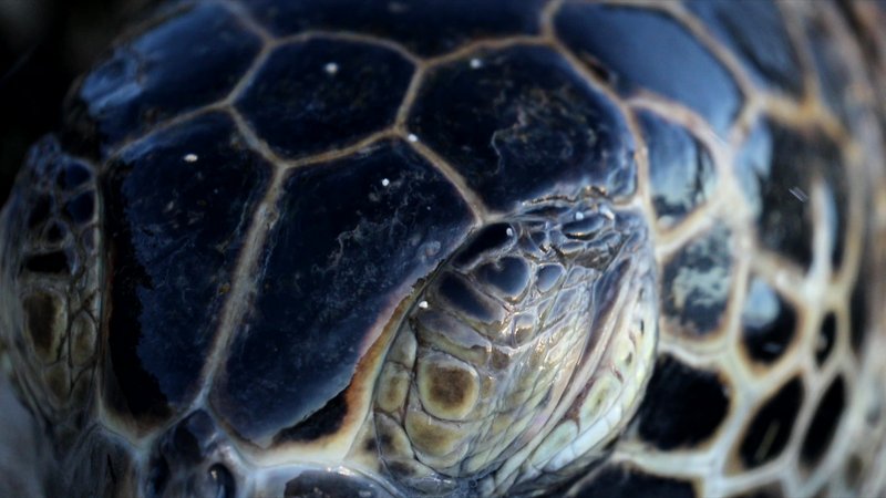 Green Sea Turtle poster