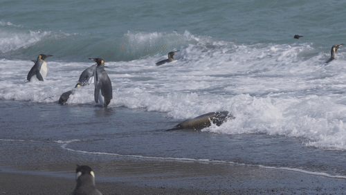 Penguins and Seals animated gif