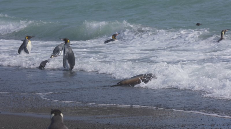 Penguins and Seals poster