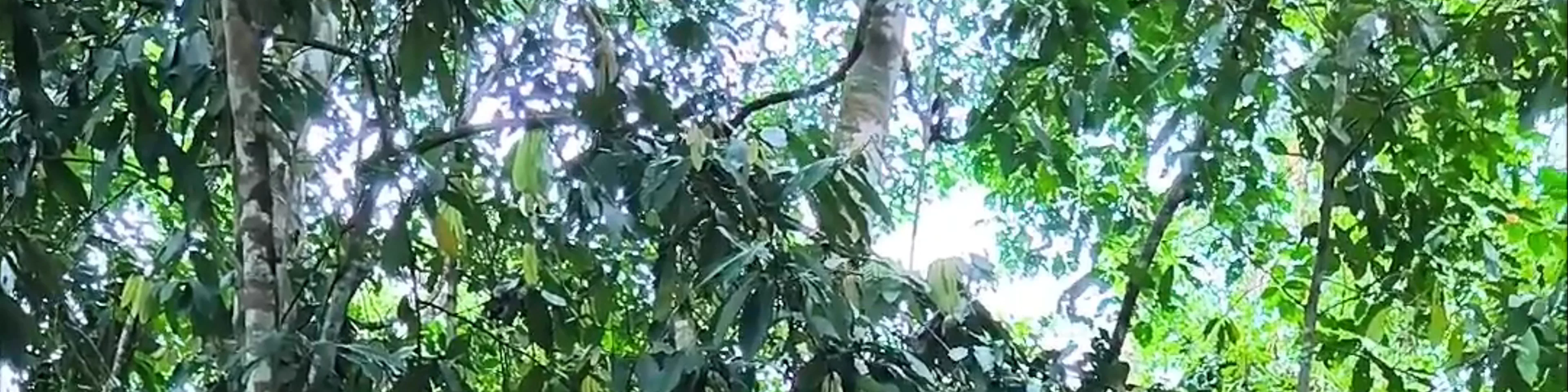 Lower Kinabatangan-Segama Wetlands