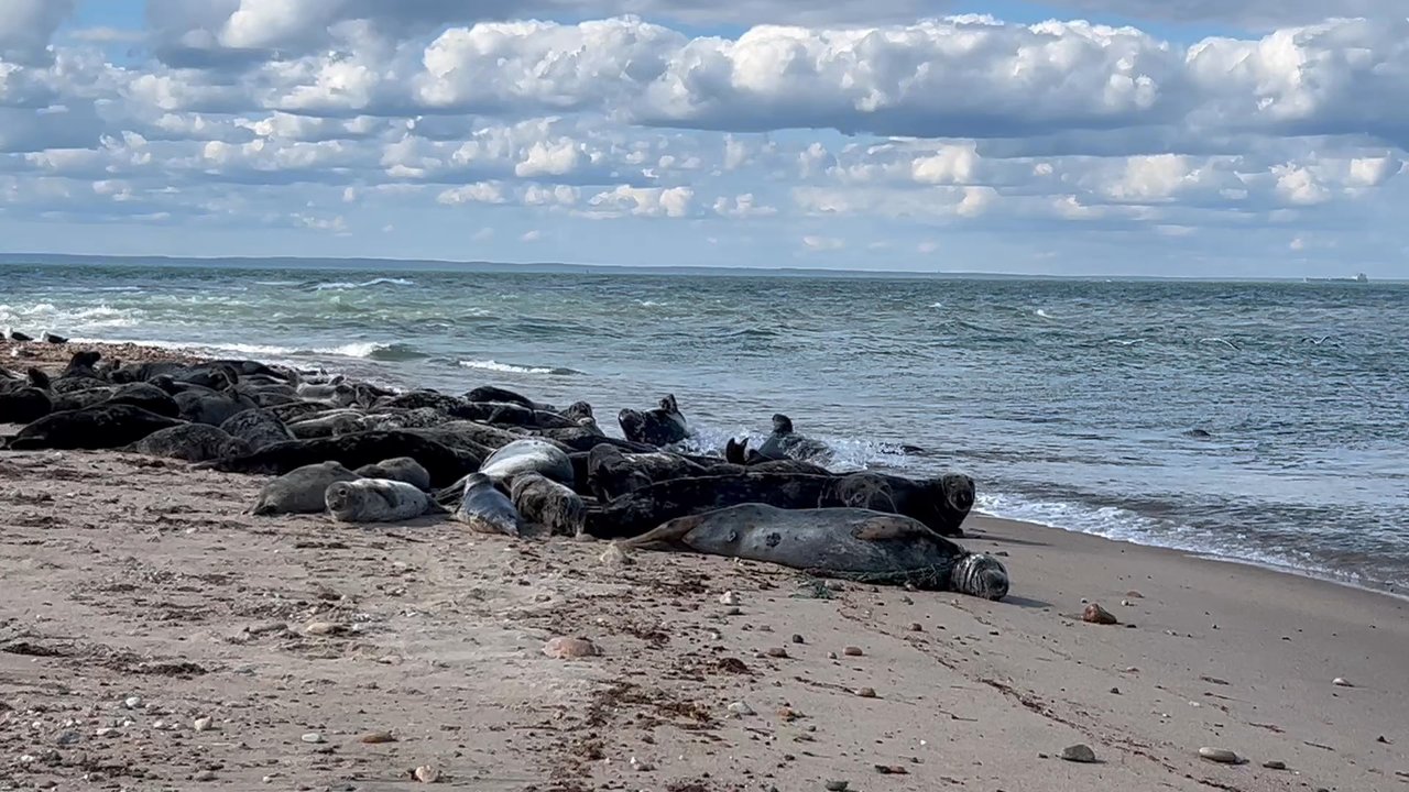 North Lighthouse - More than 40 Seals! - Landmarks & Historical Buildings Near Me - New Shoreham, Rhode Island