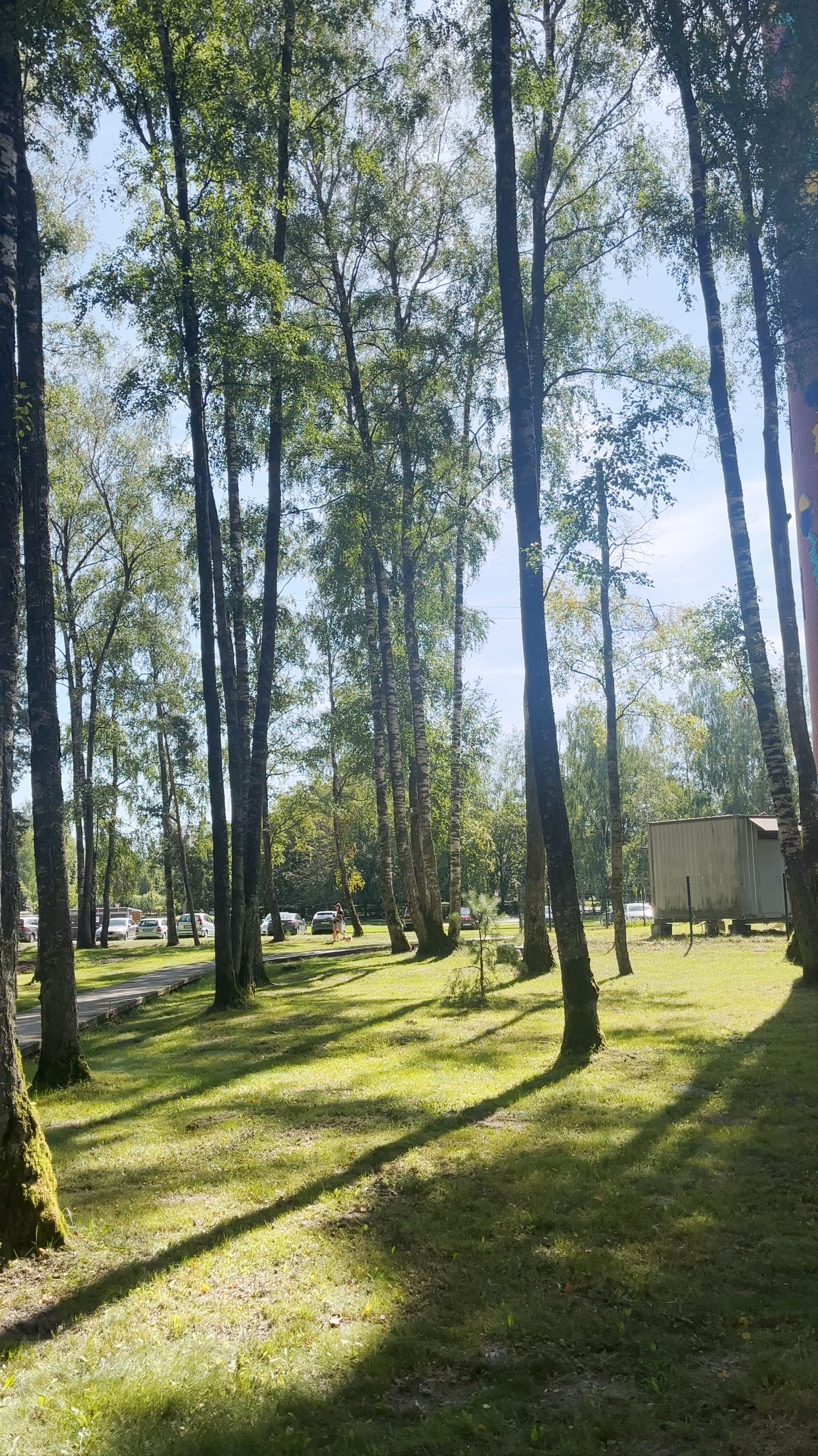 Serene Summer Walk Through Olaine Forest Park in Latvia