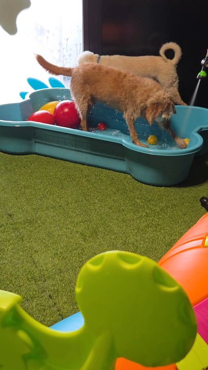 Dogworxx - Pet Sitting Near Me - Tacoma, Washington