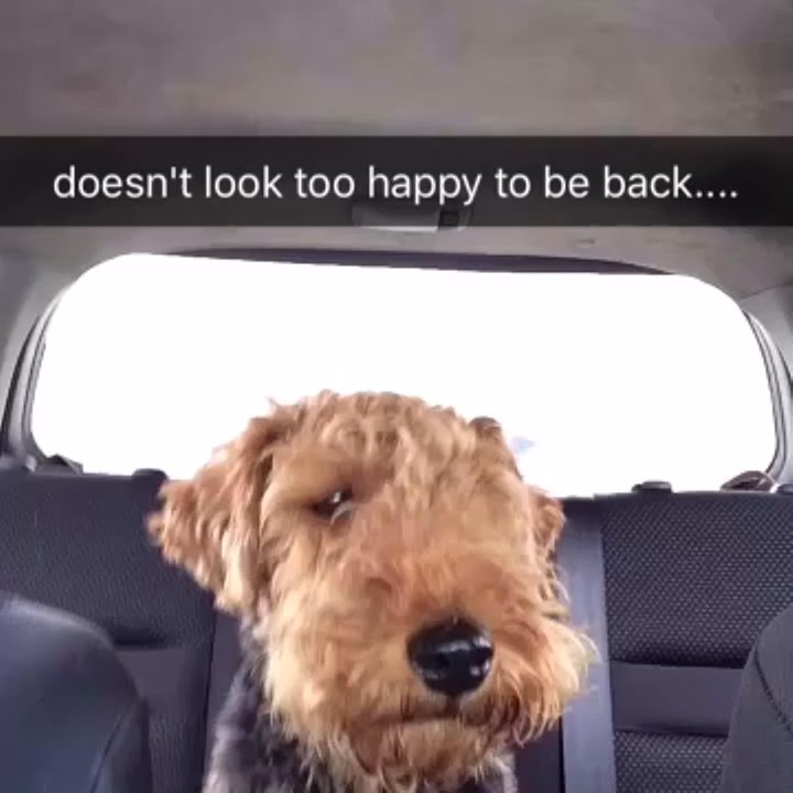 Markim Pet Resort - when a hyper active terrier is pooped from a 4day vacation - Pet Training Near Me - San Diego, California