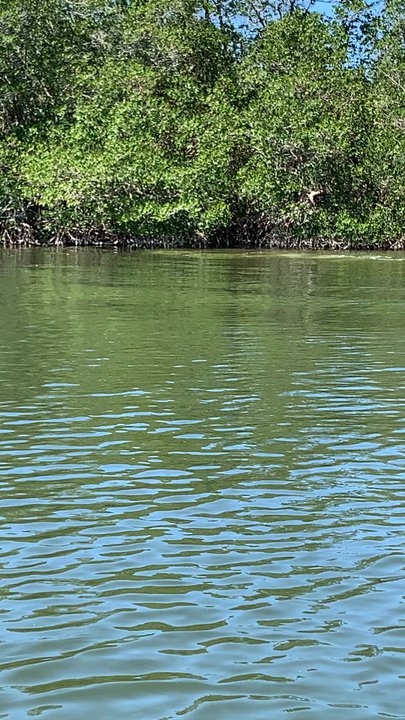 Fin Expeditions - Dolphin siting on the tour - Rafting/Kayaking Near Me - Cocoa Beach, Florida