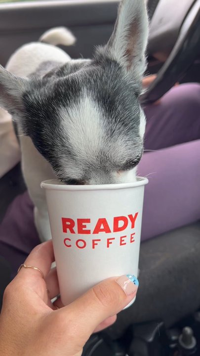 Ready Coffee - Pup cup - Coffee & Tea Near Me - Poughkeepsie, New York