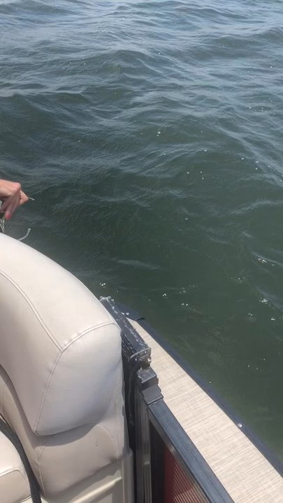 Wild Wind Charters - Come play with the dolphins. - Boat Tours Near Me
