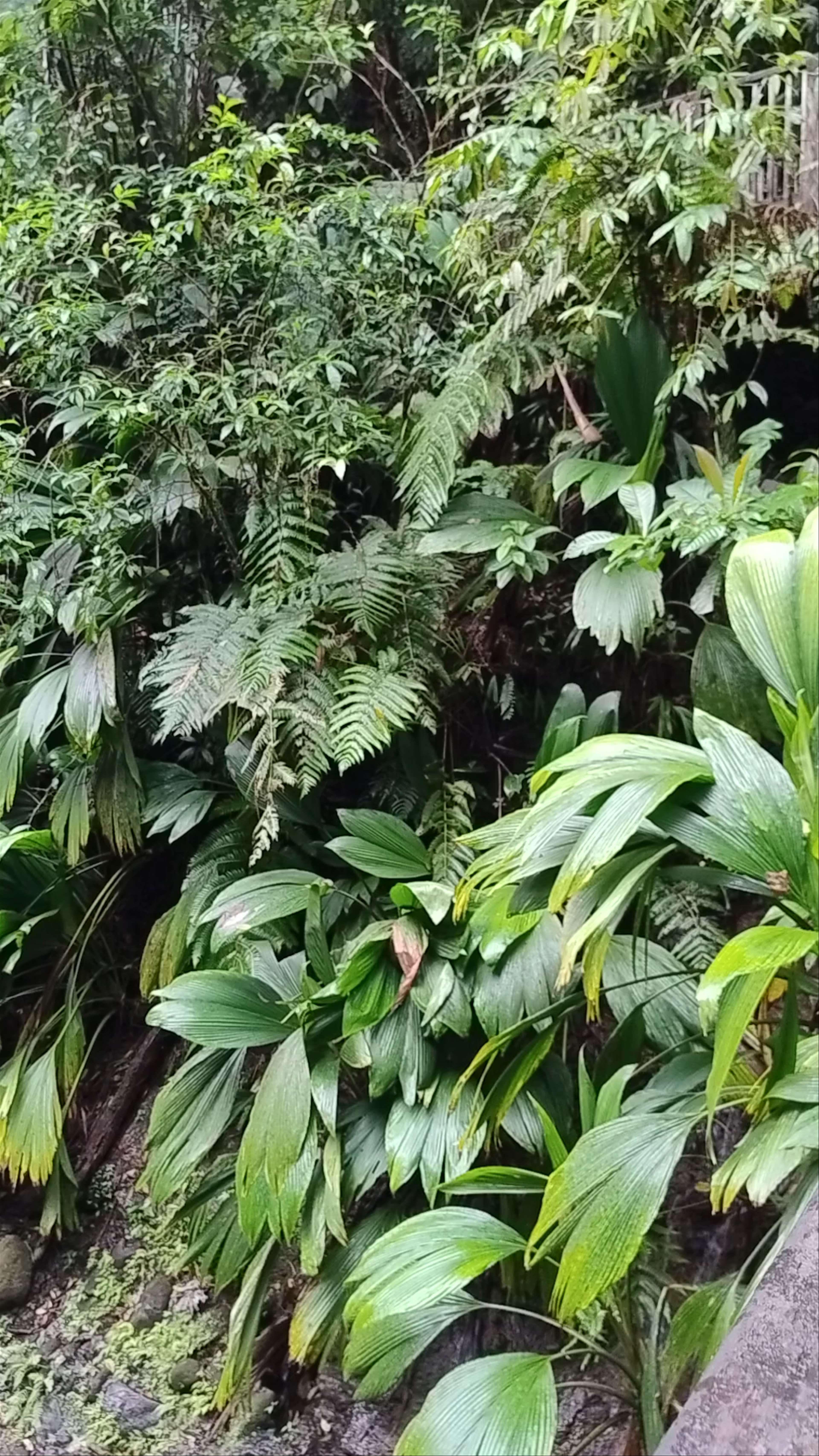 Troisième chute du Carbet