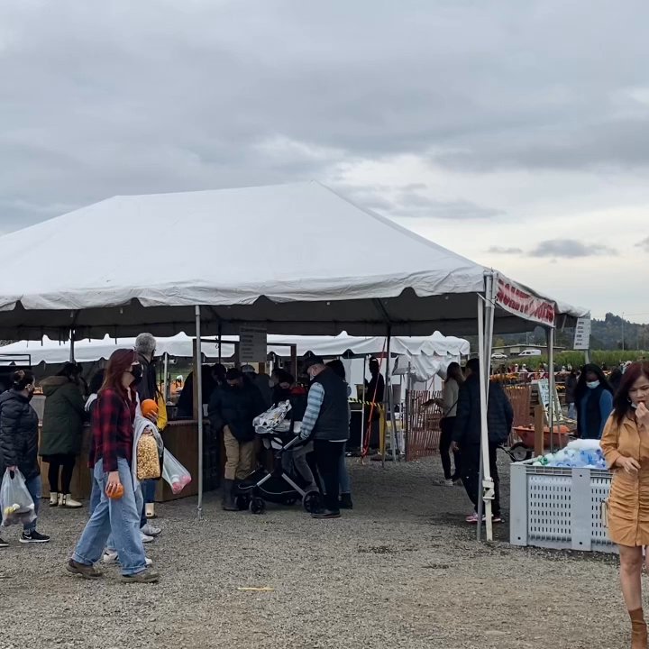 Carpinito Brothers Pumpkin Patch - A lot of people at the Corn Maze and Pumpkin Patch along with fruit and vegfie buyers! - Farmers Market Near Me - Kent, Washington
