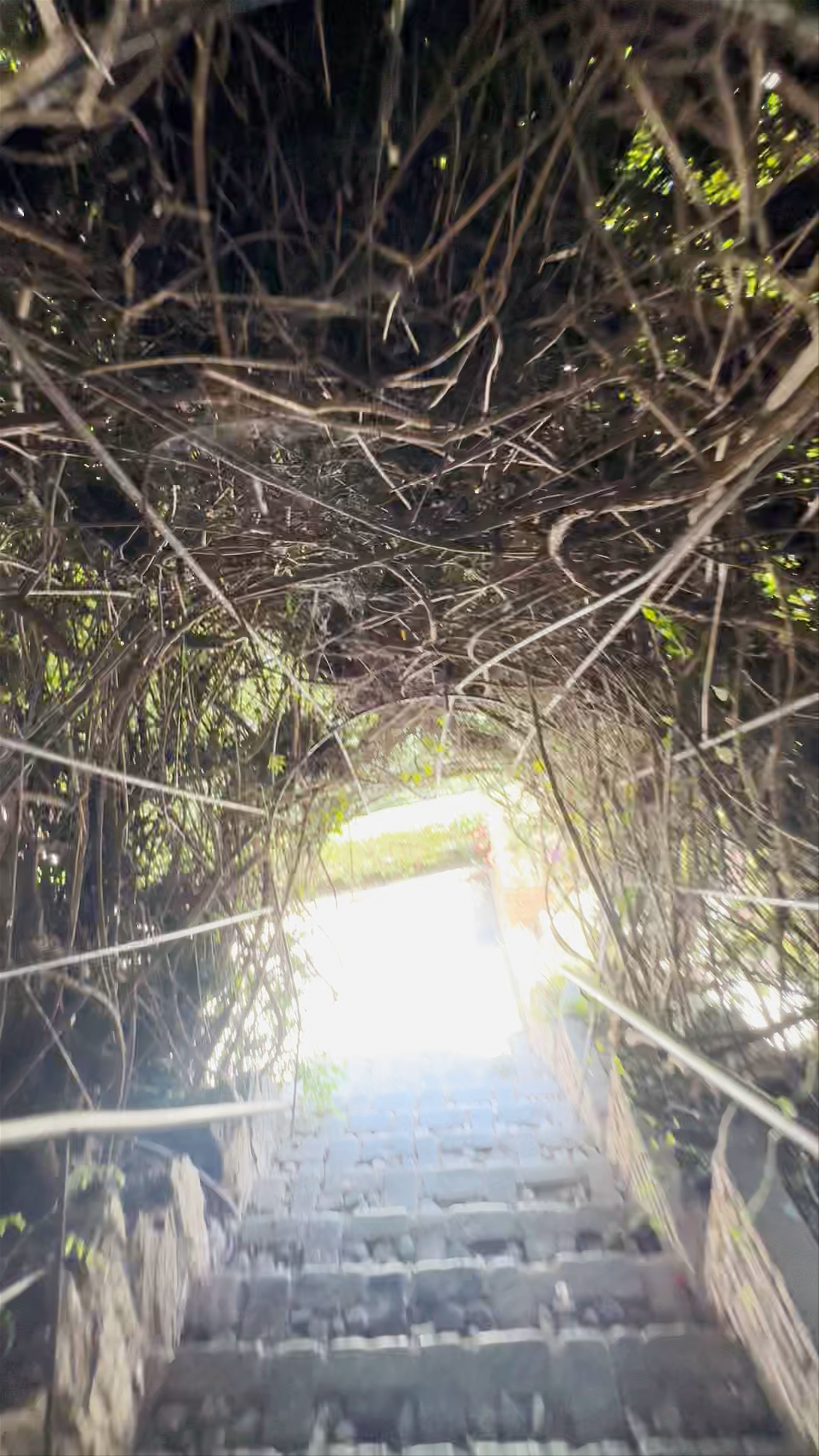 Jardines de Puerta Oscura