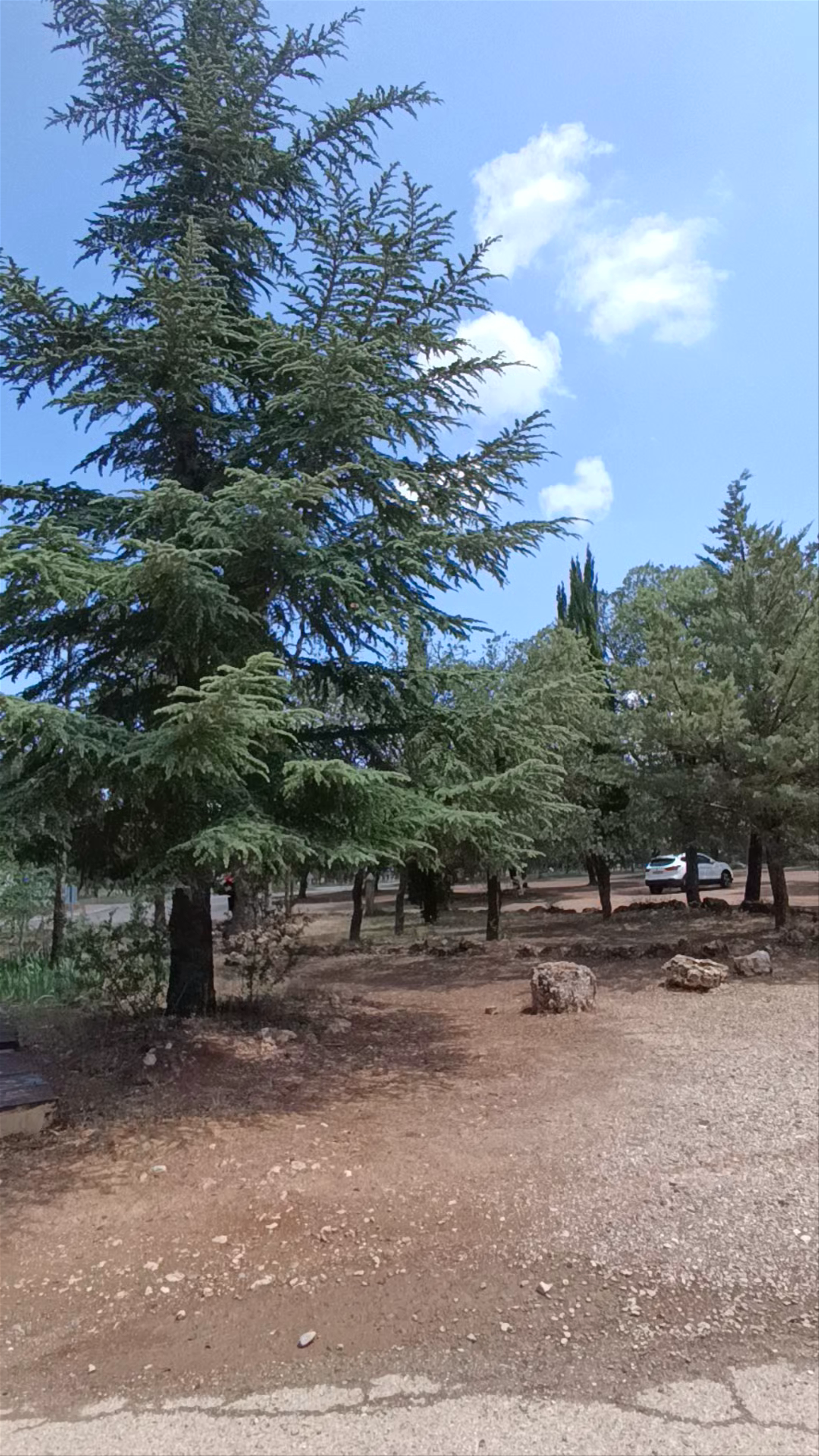 Reserva de ciervos "Parque de Valdellano"