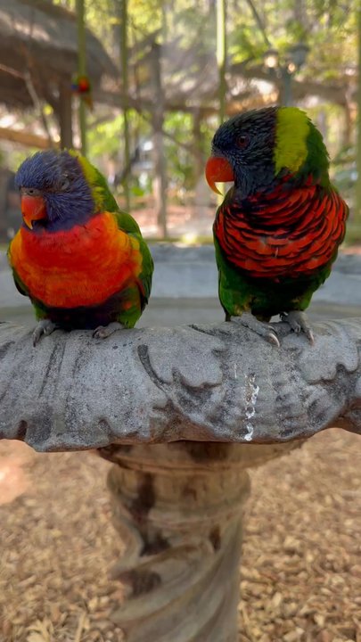 Parrot Mountain & Gardens - Parks Near Me - Pigeon Forge, Tennessee