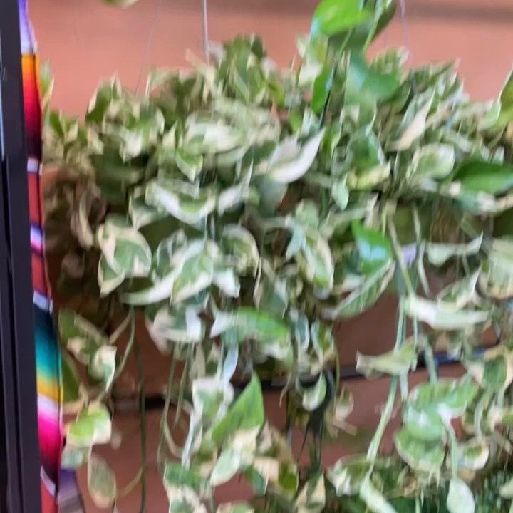 Las Selvas - Inside of the store. - Nurseries & Gardening Near Me - San Bruno, California
