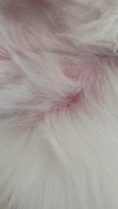 Temecula Pet Salon - Burns - Pet Groomers Near Me - Temecula, California