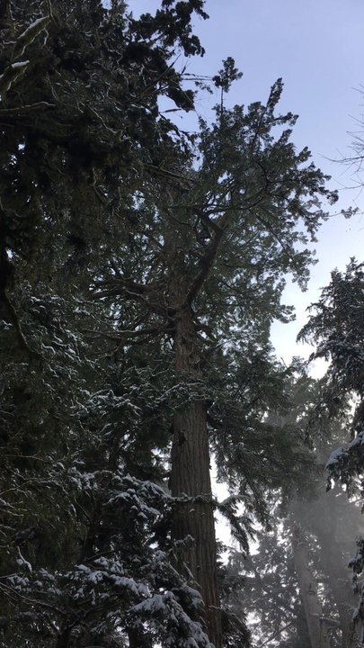 Cathedral Grove - Beautiful snowy day in Cathedral Grove - Parks Near Me - Nanaimo, British Columbia