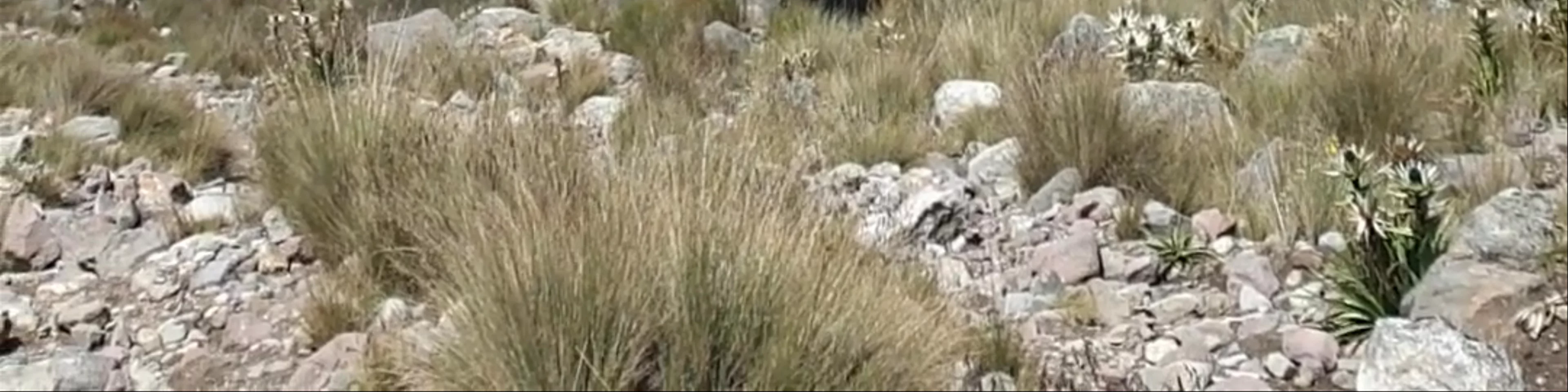Nevado de Toluca