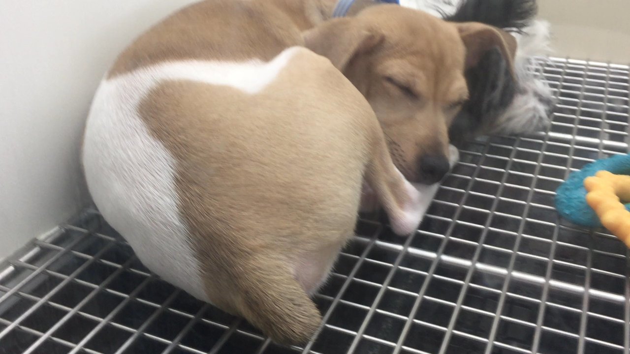 Aquarium Adventure - Wish I could have Brought this puppy home - Aquarium Services Near Me - Hoffman Estates, Illinois