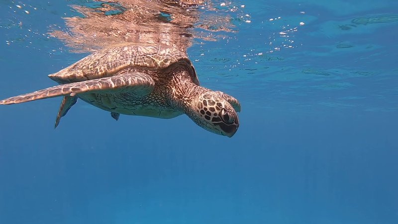 Green Sea Turtle poster