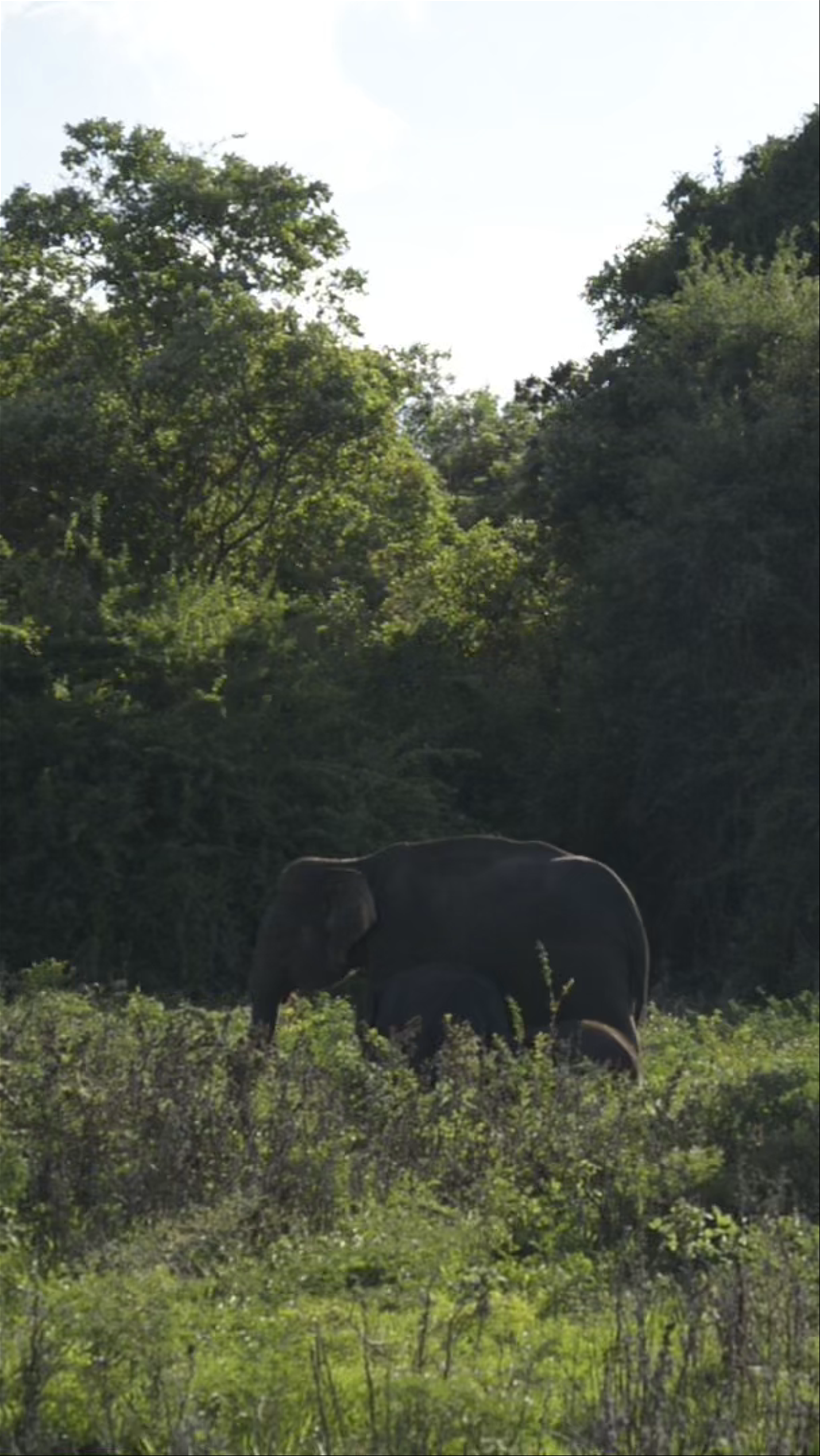 Minneriya National Park