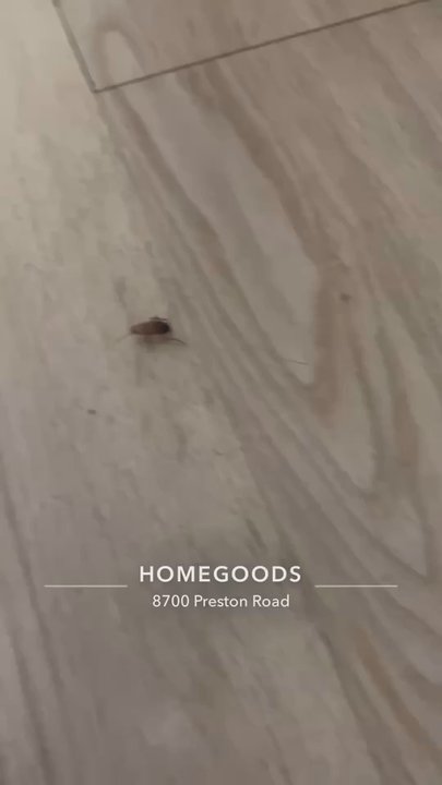 HomeGoods - Roaches - Home Decor Near Me - Plano, Texas