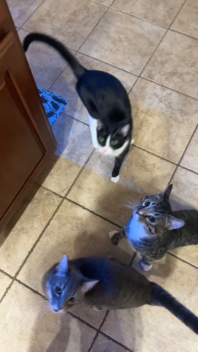 Pet Planet - Pet Stores Near Me - Phoenix, Arizona