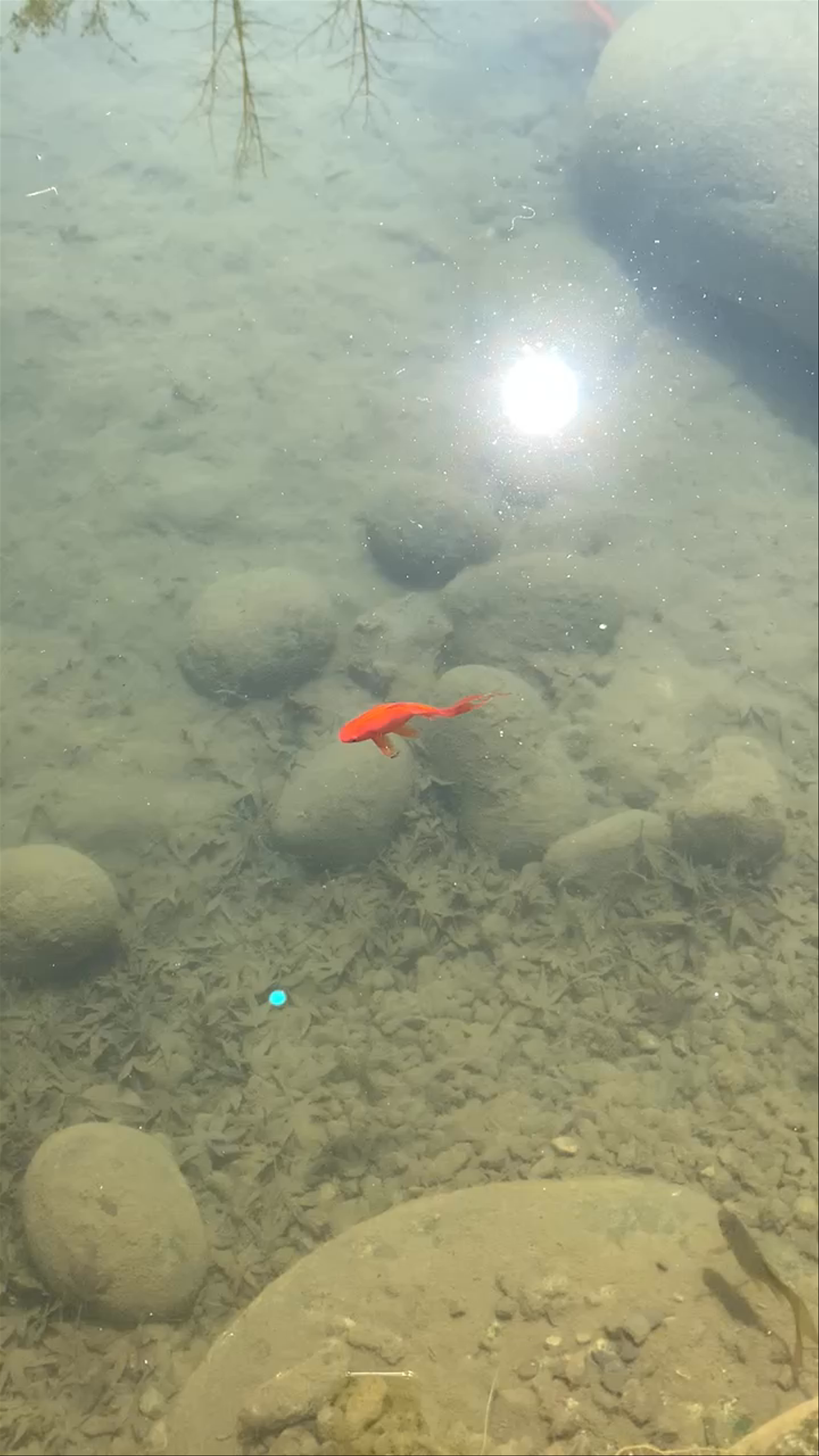 Peaceful Moments at Parque Metropolitano de Santiago: Glistening Pond with Goldfish