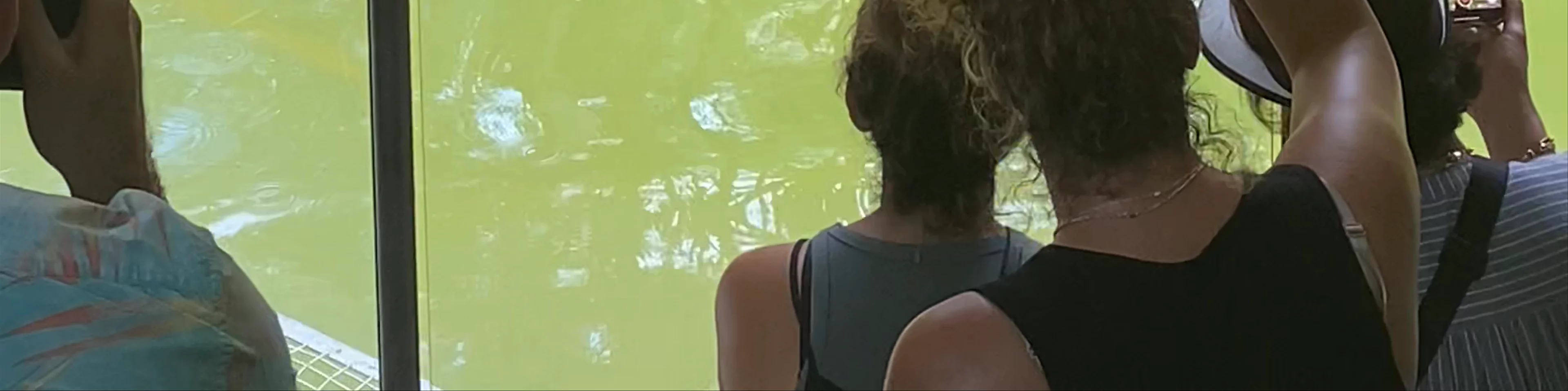 Hartley's Crocodile Adventures
