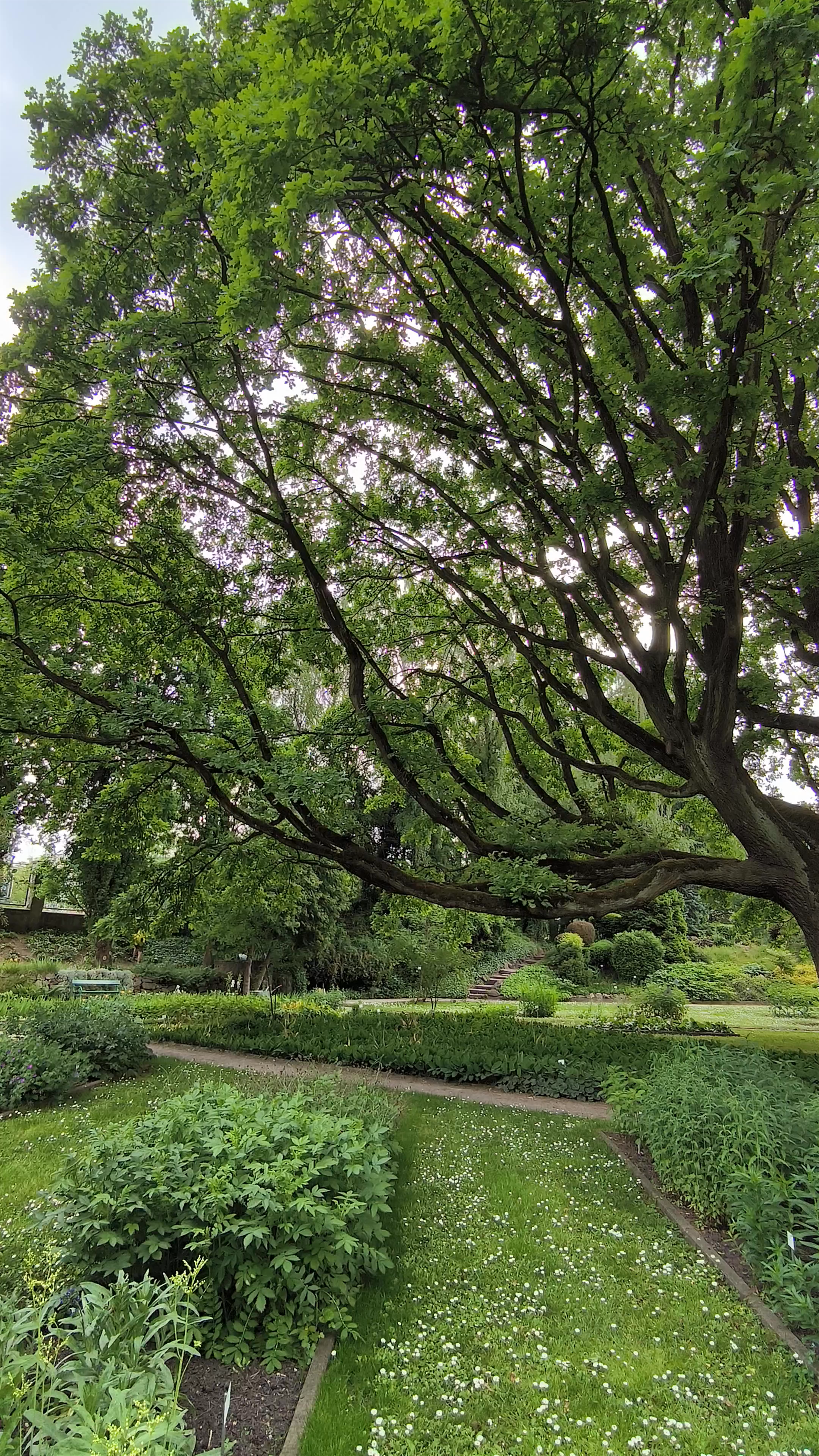 Botanical Garden of the Jagiellonian University: A Serene Green Escape in Kraków
