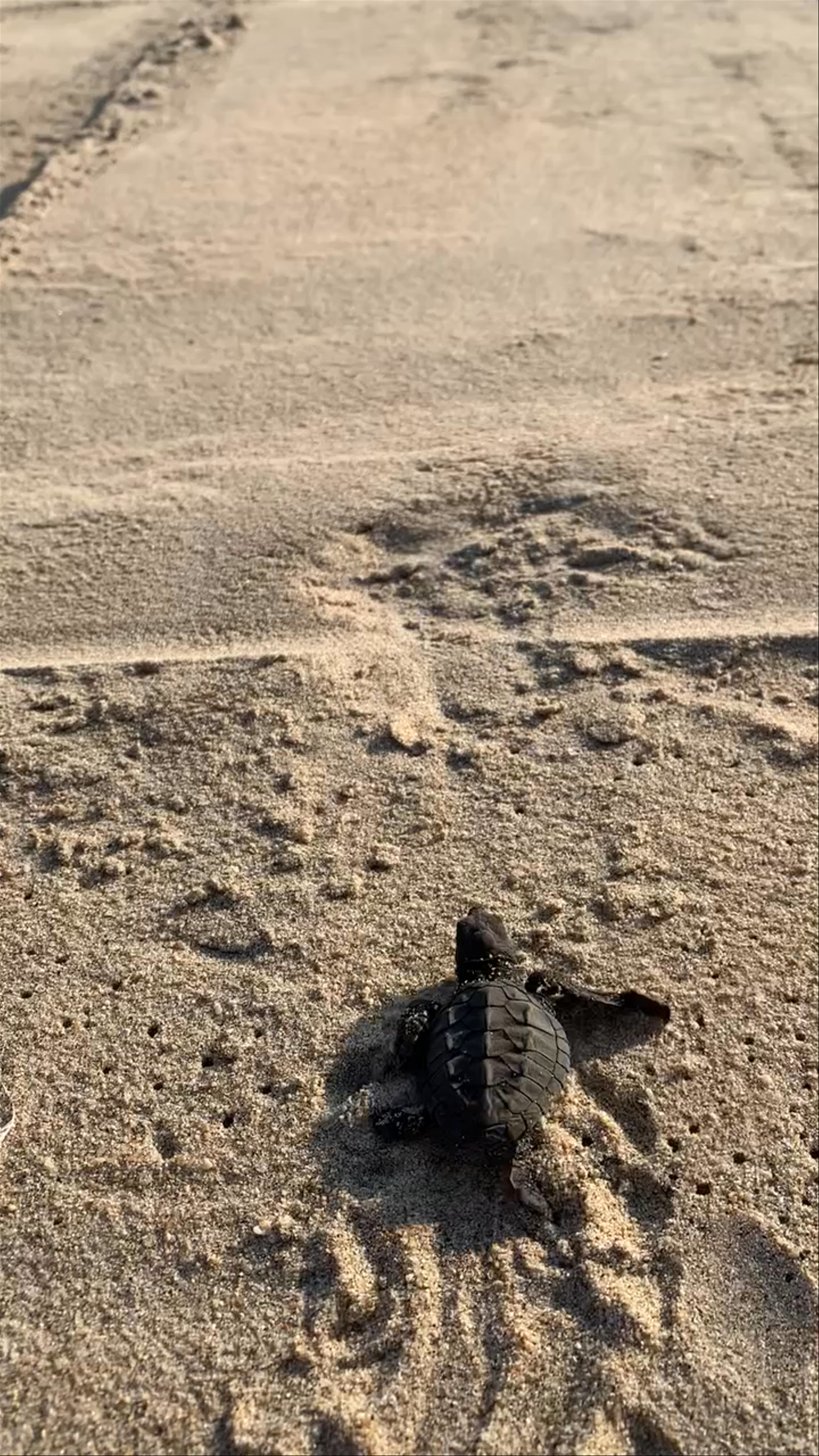 Baby Turtle Journey on Playa Bacocho Beach, Puerto Escondido